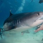 Fuvahmulah’s Ocean Heritage: Living Alongside Tiger Sharks and Protecting Our Marine Environment 1 1000054278