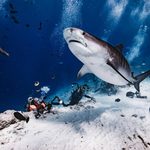 Fuvahmulah Tiger Sharks: The Hidden Depths Beyond Tiger Harbour 1 1000054279