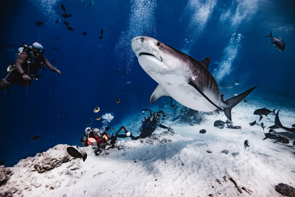 Fuvahmulah’s Ocean Heritage: Living Alongside Tiger Sharks and Protecting Our Marine Environment 3 1000054279