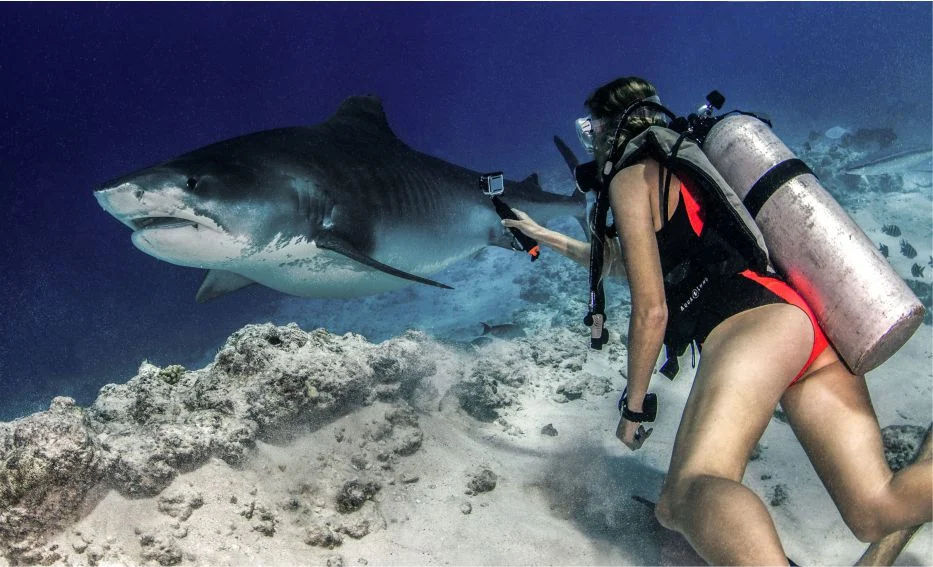 Fuvahmulah’s Ocean Heritage: Living Alongside Tiger Sharks and Protecting Our Marine Environment 10 1000054286