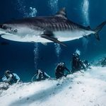 Where to See Tiger Sharks Year-Round: The Ultimate Global Dive Guide 1 1000055021