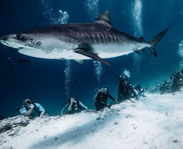 Where to See Tiger Sharks Year-Round: The Ultimate Global Dive Guide 2 1000055021