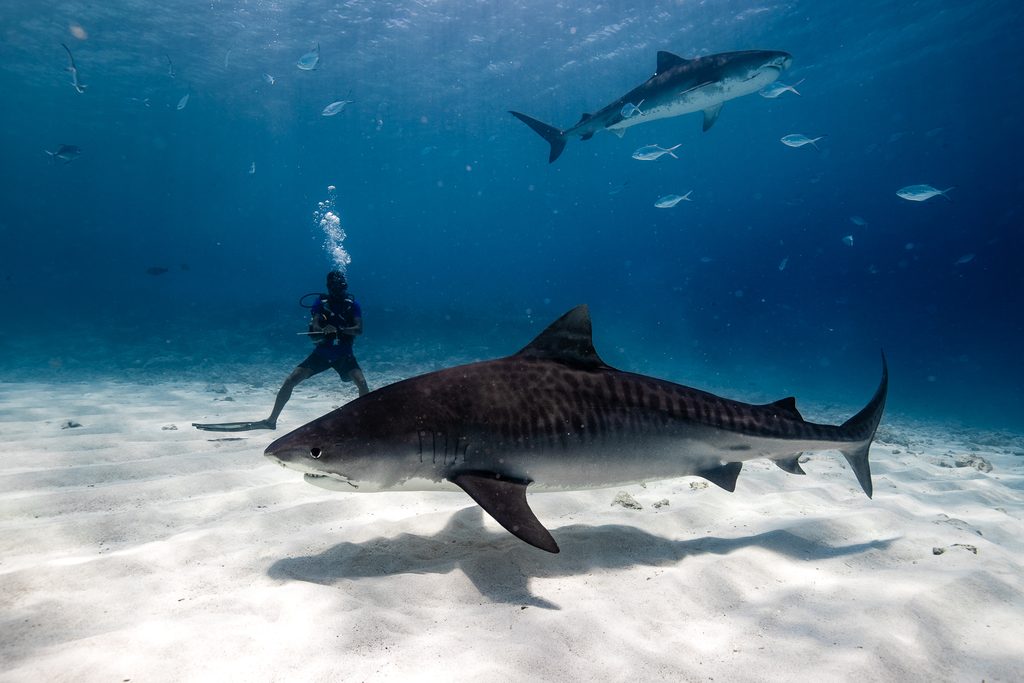 Tiger Sharks and Tranquility: Discover Fuvahmulah Central Hotel in the Maldives 4 1000055547