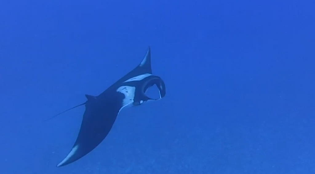 Tiger Sharks and Tranquility: Discover Fuvahmulah Central Hotel in the Maldives 16 1000055563