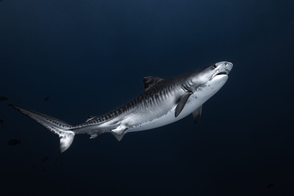 Tiger Sharks and Tranquility: Discover Fuvahmulah Central Hotel in the Maldives 11 1000055564