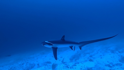 Tiger Sharks and Tranquility: Discover Fuvahmulah Central Hotel in the Maldives 13 1000055581