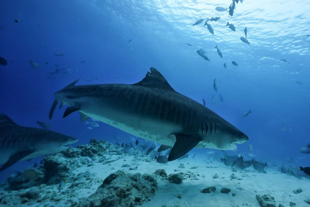 Tiger Sharks and Tranquility: Discover Fuvahmulah Central Hotel in the Maldives 12 1000055585