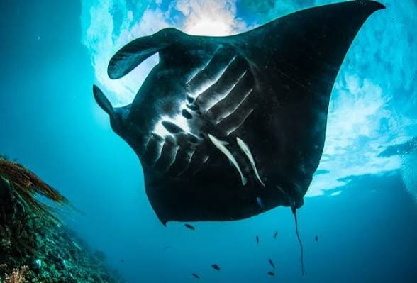 Wonderfully Unique: Manta Sightings in Fuvahmulah 6 1000055821