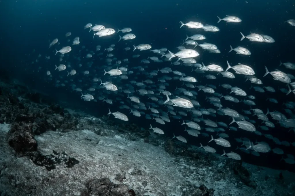 Exclusive Interview: Shumi of Scuba Butler Fuvahmulah on Tiger Sharks, Deep-Ocean Diving and the Future of Fuvahmulah Tourism 5 1000057649