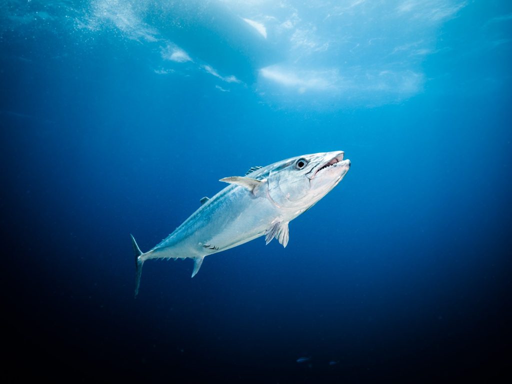 Exclusive Interview: Shumi of Scuba Butler Fuvahmulah on Tiger Sharks, Deep-Ocean Diving and the Future of Fuvahmulah Tourism 14 1000057655