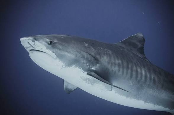 Exclusive Interview: Shumi of Scuba Butler Fuvahmulah on Tiger Sharks, Deep-Ocean Diving and the Future of Fuvahmulah Tourism 18 1000057660