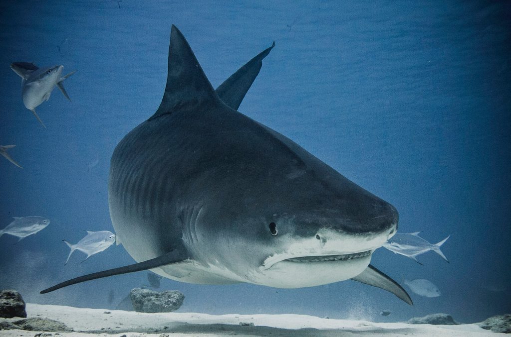Exclusive Interview: Shumi of Scuba Butler Fuvahmulah on Tiger Sharks, Deep-Ocean Diving and the Future of Fuvahmulah Tourism 16 1000057661