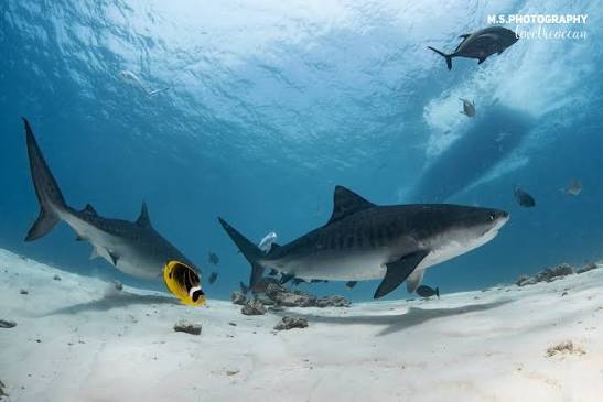 Exclusive Interview: Shumi of Scuba Butler Fuvahmulah on Tiger Sharks, Deep-Ocean Diving and the Future of Fuvahmulah Tourism 15 1000057663