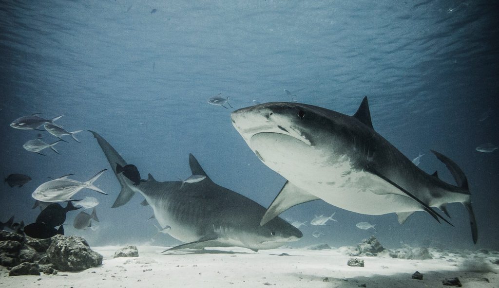 Exclusive Interview: Shumi of Scuba Butler Fuvahmulah on Tiger Sharks, Deep-Ocean Diving and the Future of Fuvahmulah Tourism 13 1000057665