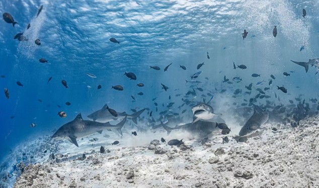Exclusive Interview: Shumi of Scuba Butler Fuvahmulah on Tiger Sharks, Deep-Ocean Diving and the Future of Fuvahmulah Tourism 9 1000057667