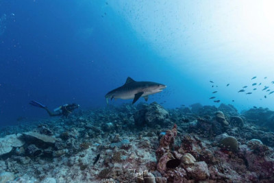 Exclusive Interview: Shumi of Scuba Butler Fuvahmulah on Tiger Sharks, Deep-Ocean Diving and the Future of Fuvahmulah Tourism 12 1000057669