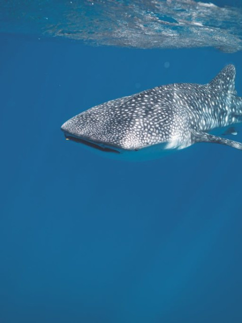 Exclusive Interview: Shumi of Scuba Butler Fuvahmulah on Tiger Sharks, Deep-Ocean Diving and the Future of Fuvahmulah Tourism 8 1000057672