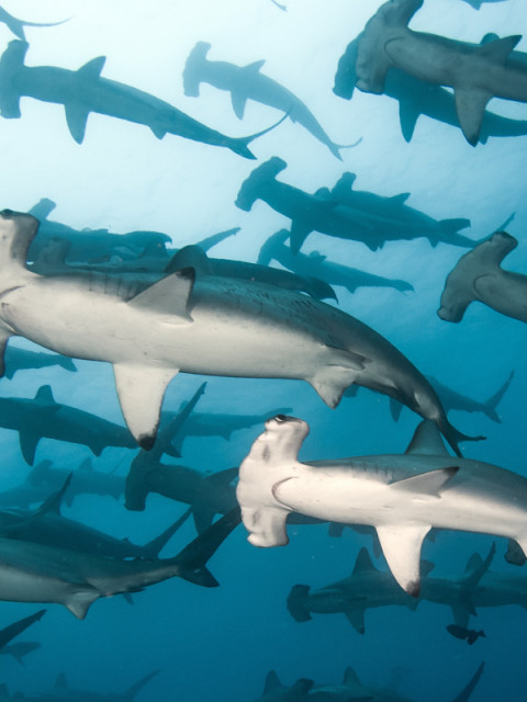 Exclusive Interview: Shumi of Scuba Butler Fuvahmulah on Tiger Sharks, Deep-Ocean Diving and the Future of Fuvahmulah Tourism 6 1000057673