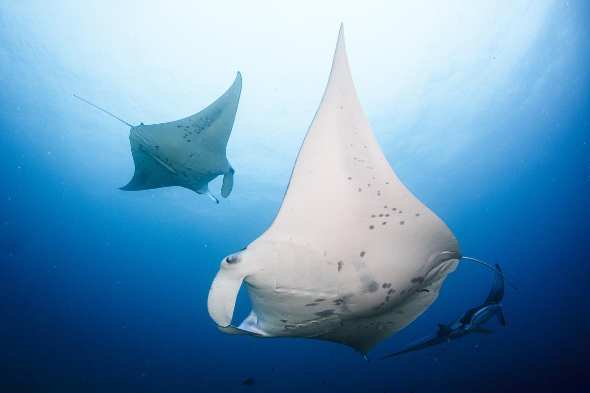 Maldives Now Ranked Third Globally for Giant Oceanic Manta Ray Population