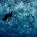 OceanicMantaFuvahmulahMaldives