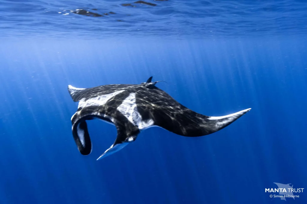Wonderfully Unique: Manta Sightings in Fuvahmulah 3 OceanicManta Fuvahmulah 2021 SimonHilbourne4