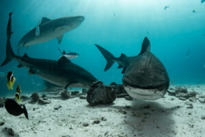 ScubaButlerFuvahmulahTigerShark