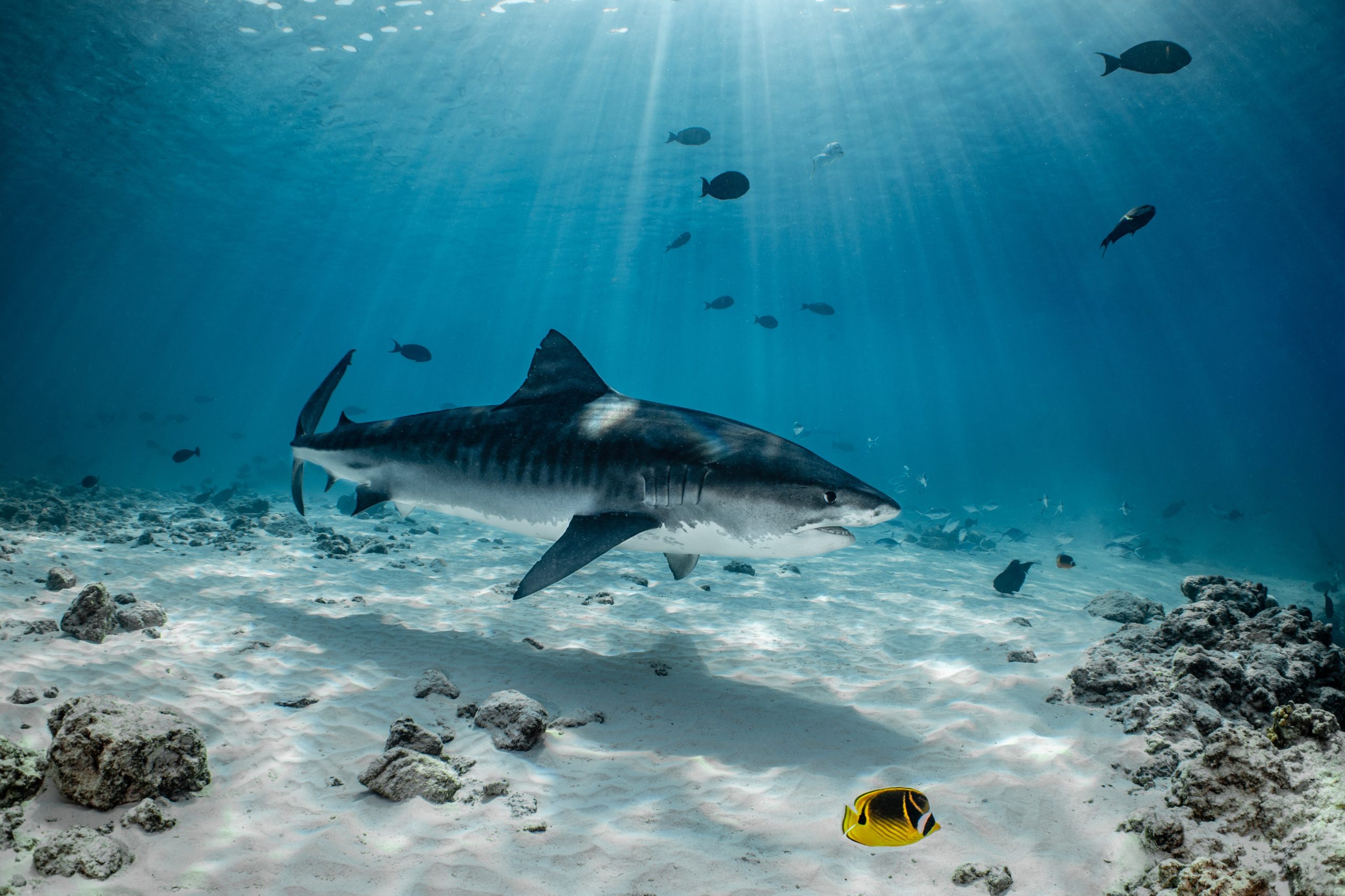 Pelagic Divers Fuvahmulah: Sharks, Pelagics, Scuba Diving, Freediving and PADI 5-Star Dive Training 2 Pelagic Divers Fuvahmulah: Sharks, Pelagics, Scuba Diving, Freediving and PADI 5-Star Dive Training